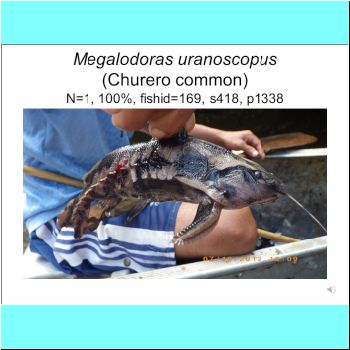 Megalodoras uranoscopus.png